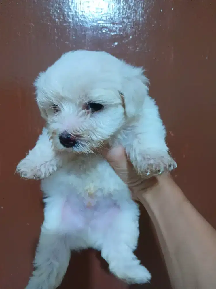 Anak Anjing Maltese Murah 1,2juta aja