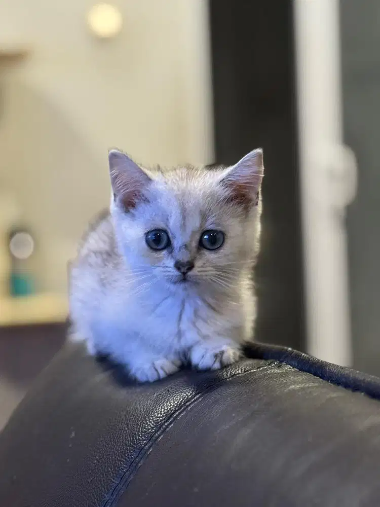 Kucing Scottish Jantan Line Pedigree