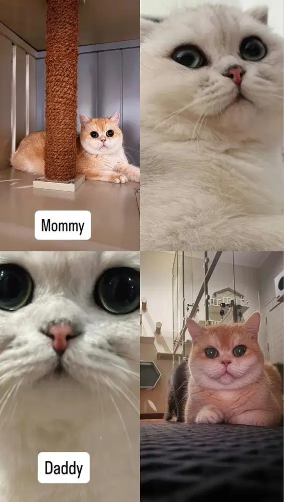 Kucing Scottish Jantan Line Pedigree