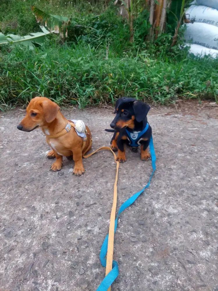 Sepasang Anjing Ras Teckel/anjing sosis/dachsun