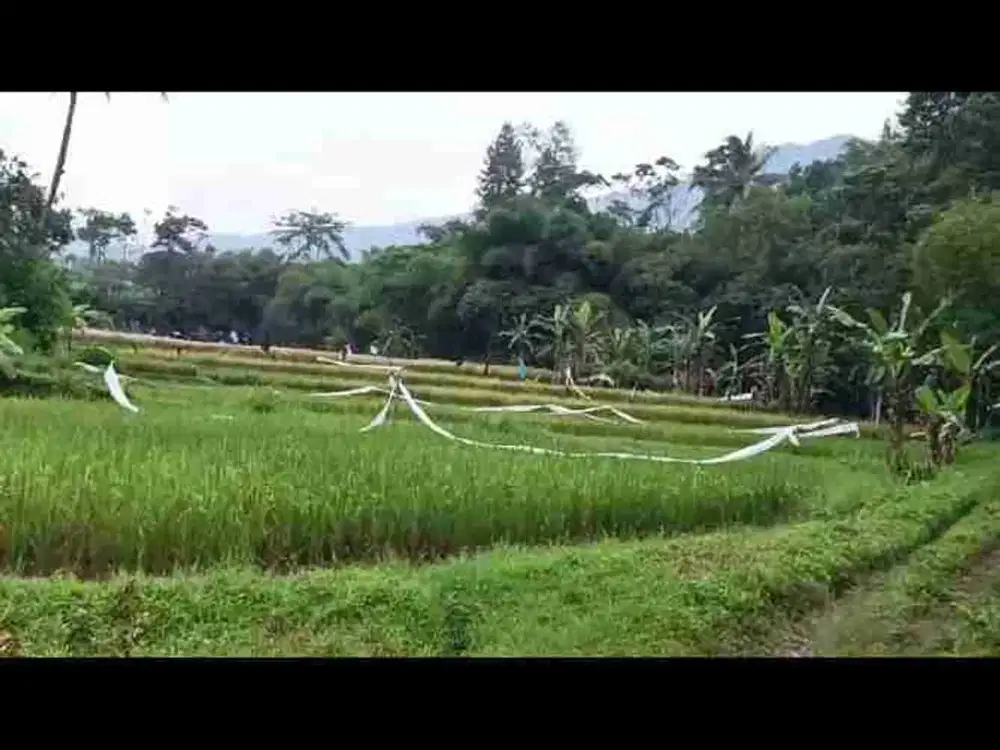di jual tanah kebun dan sawah air melimpah akses mobil di Cicurug Sukabumi