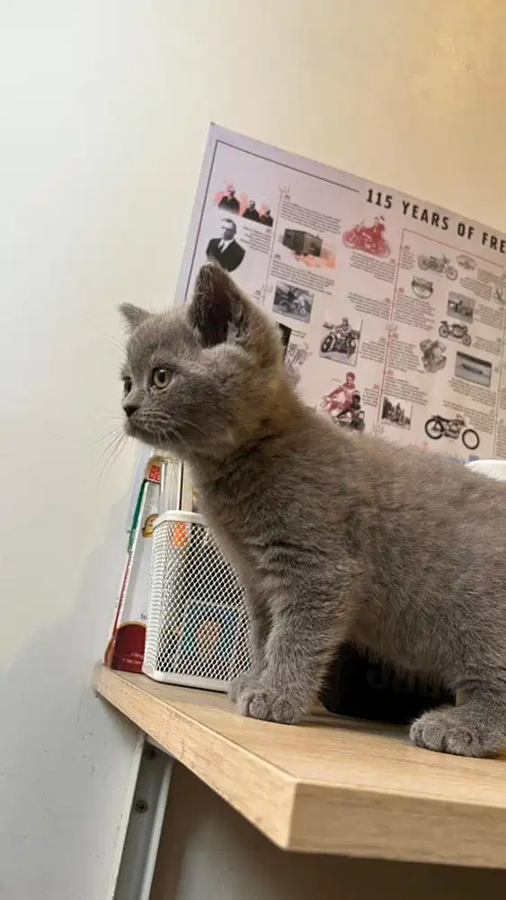british shorthair blue solid jantan betina 2.5 bulan