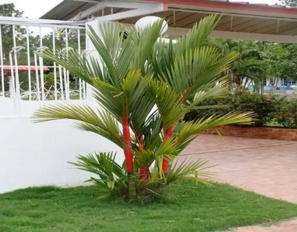 pohon palm merah