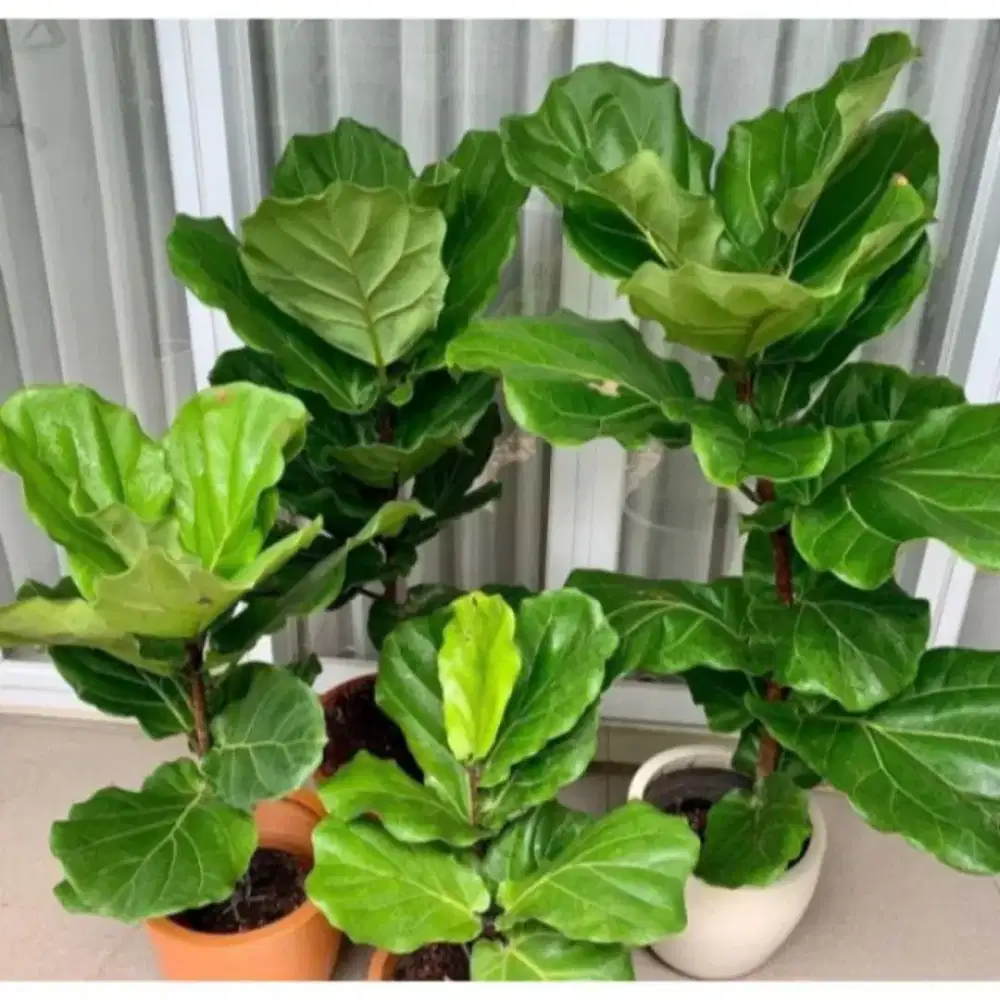 pohon ketapang biola