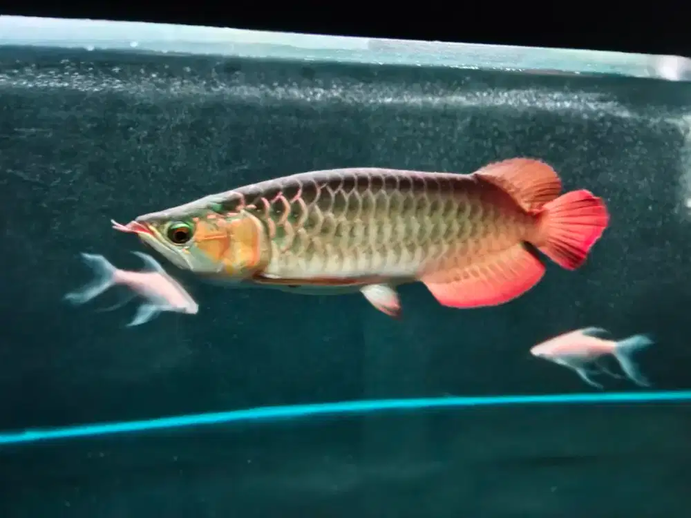 Arwana Super Red Jumbo