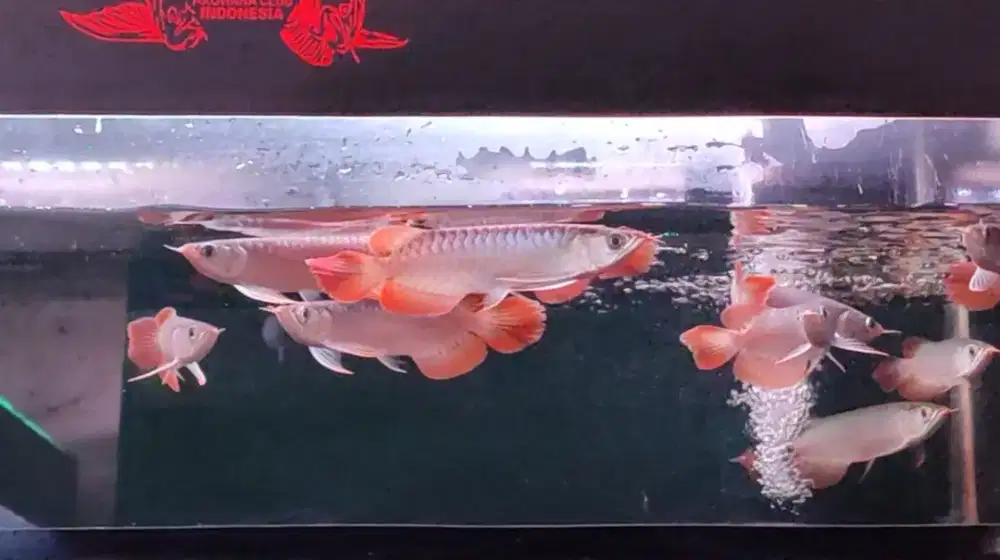 Super Red 18cm spesial gondrong