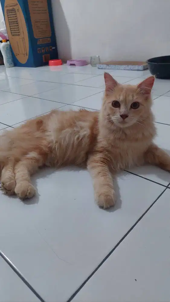 Kucing persia oren ombre