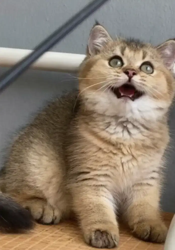 British shorthair golden