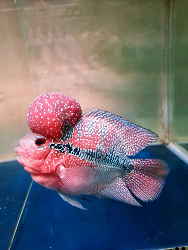 Louhan bonsai size 10 cm/4jari