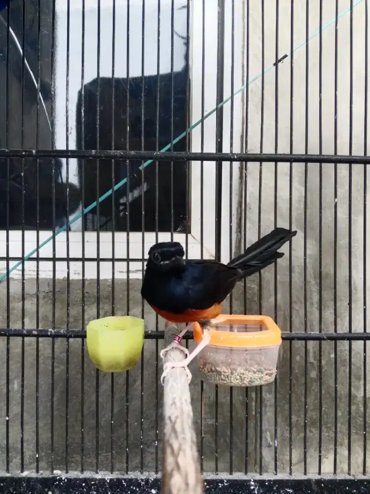 Murai baru lepas trotol