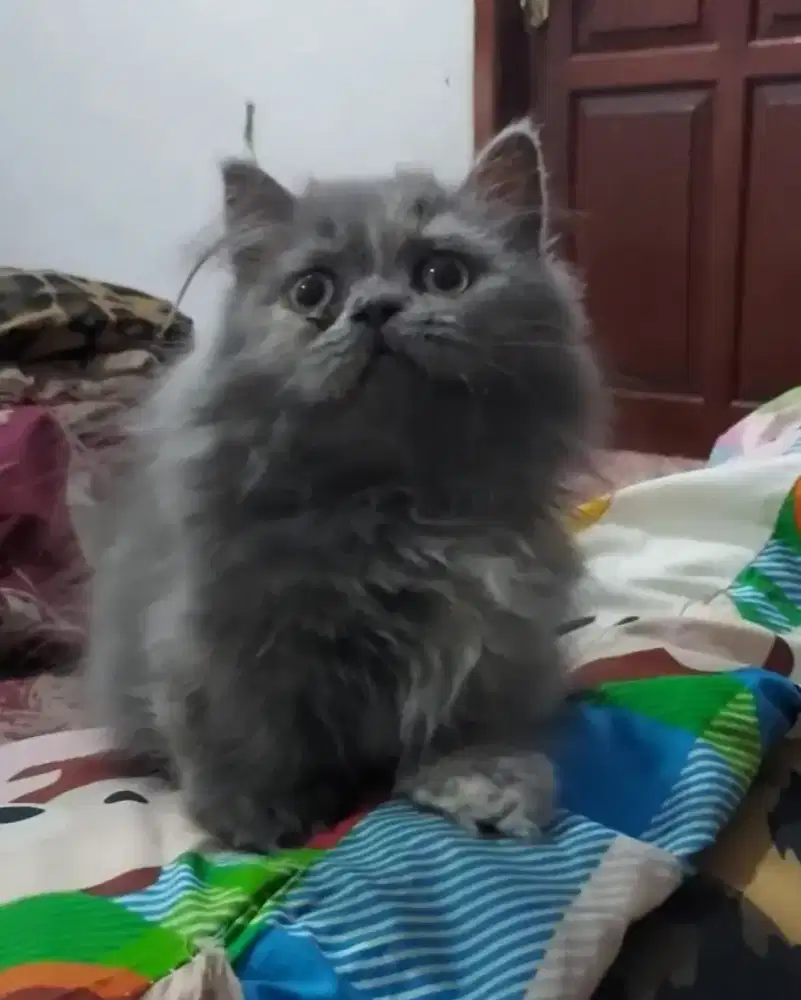 Munchkin British Blue Female