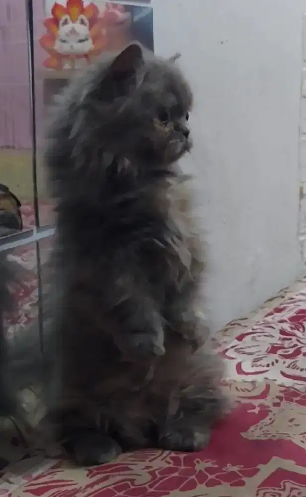 Munchkin British Blue Betina