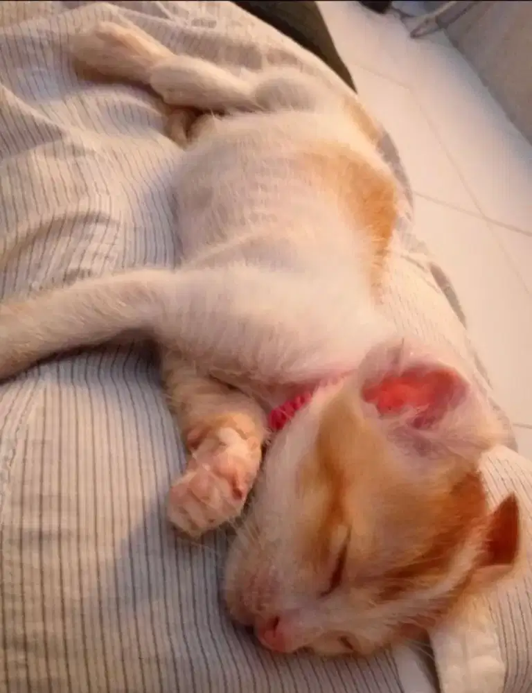 cari kerja infal lebaran