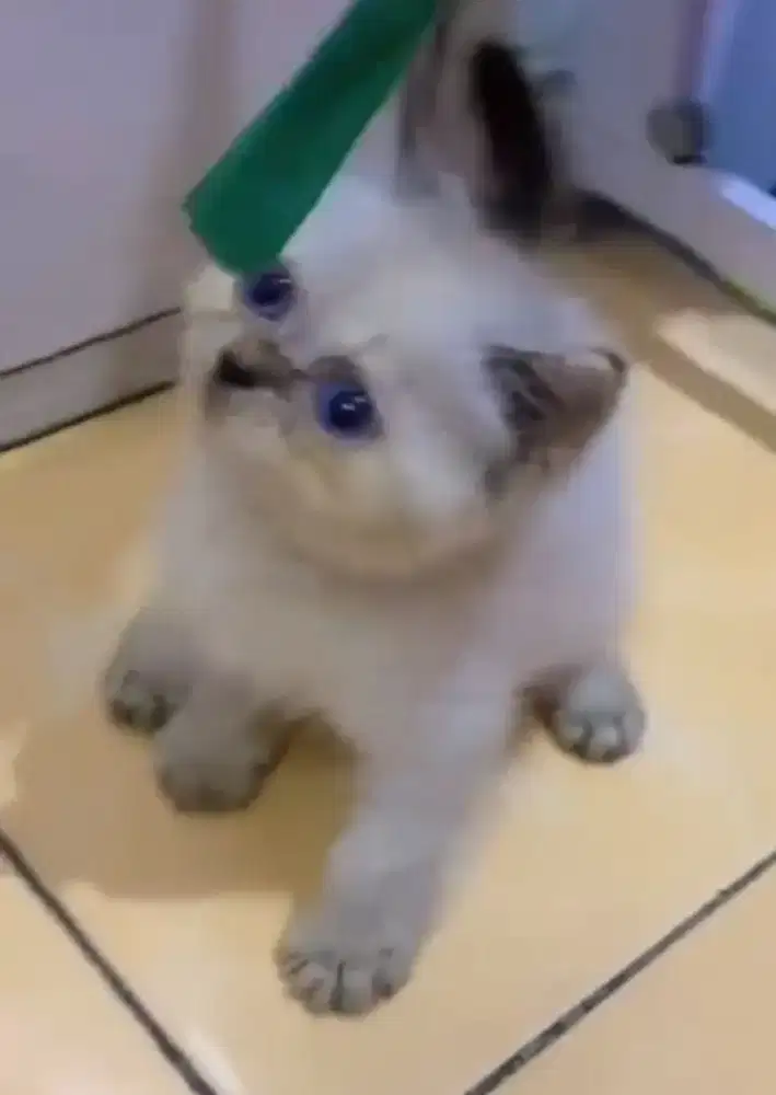 Himalaya Ragdoll Betina Blue Eyes