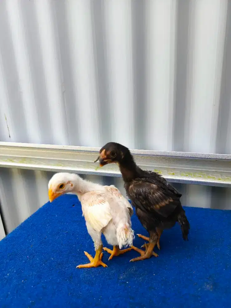 Anak ayam aseel parrot ori