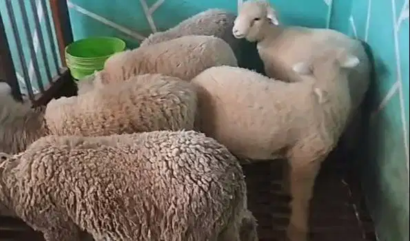 6 ekor anakan bibit domba merino 4 bln 1 jantan 5 betina paket murmer