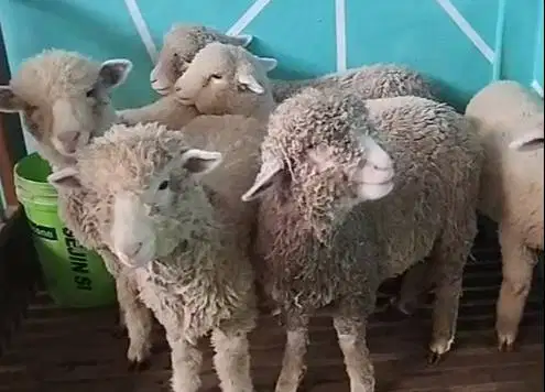 6 ekor anakan bibit domba merino 4 bln 1 jantan 5 betina paket murmer