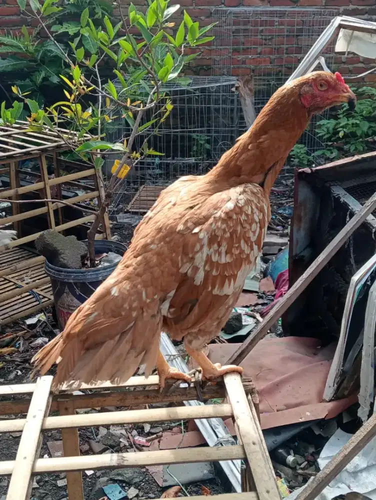 Ayam Betina Bangkok ekor semi lidi body besar