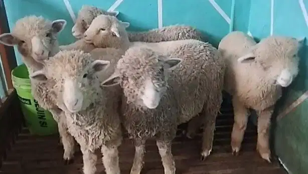 6 ekor anakan bibit domba merino 1 jantan 5 betina siap ternak murmer