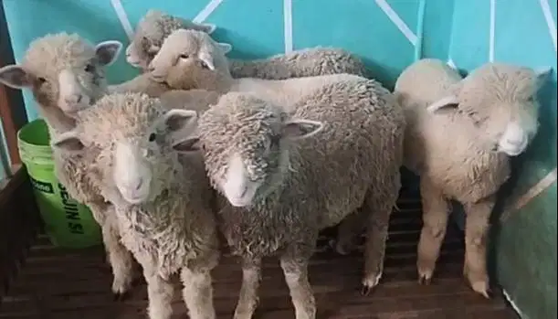 6 ekor anakan bibit domba merino 1 jantan 5 betina murmer siap ternak