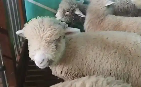6 ekor anakan bibit domba merino 1 jantan 5 betina murmer siap ternak