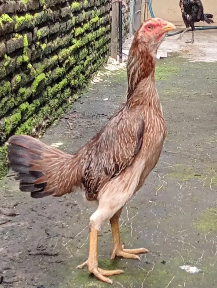 Ayam betina Bangkok Mangon body bsar pukule keras