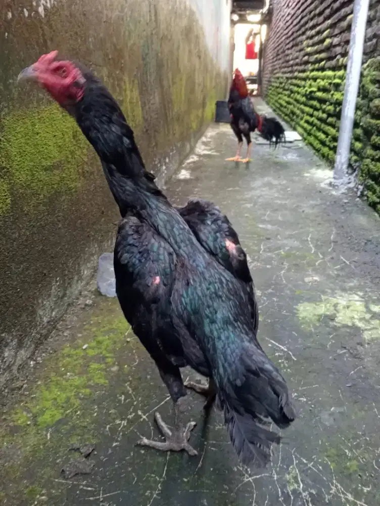 Ayam betina Bangkok klasik