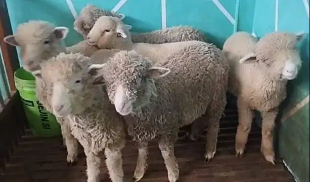 6 ekor cempe anakan bibit domba merino 4 bln 1 jantan 5 betina murmer