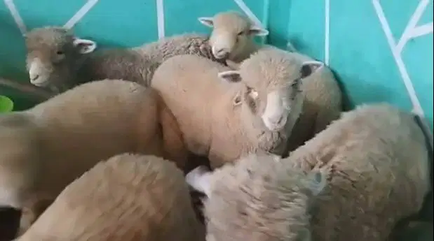 6 ekor cempe anakan bibit domba merino 4 bln 1 jantan 5 betina murmer