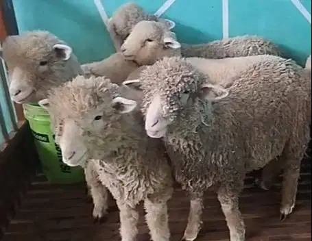 6 ekor anakan bibit domba merino 4 bln 1 jantan 5 betina ekonomisan ok