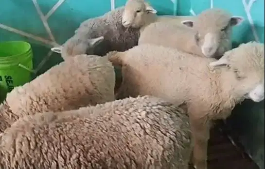 6 ekor anakan bibit domba merino 4 bln 1 jantan 5 betina ekonomisan ok
