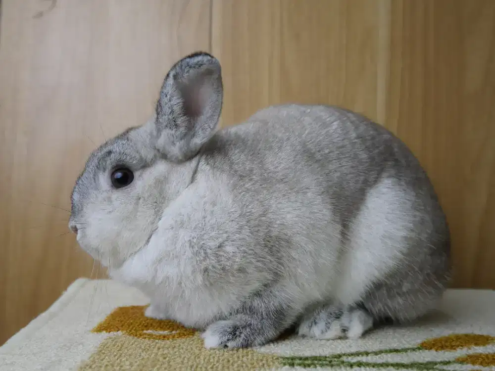 Kelinci mini netherland dwarf ND