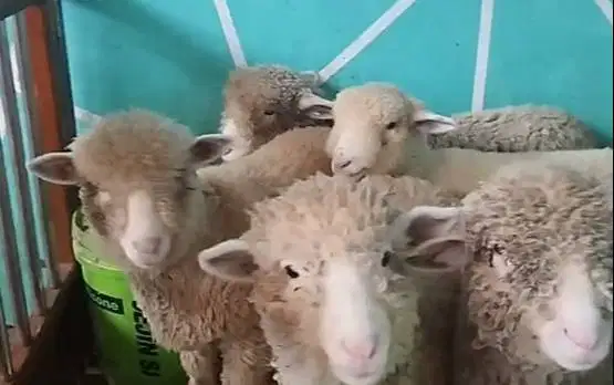 6 ekor anakan bibit domba merino 1 jantan 5 betina 4 bln ekonomisan ok