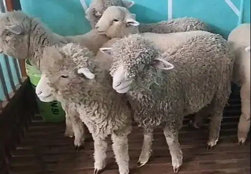 6 ekor anakan bibit domba merino 1 jantan 5 betina 4 bln ekonomisan ok