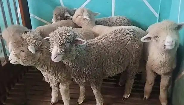 6 ekor anakan bibit domba merino 4 bln 1 jantan 5 betina ekonomisan ok