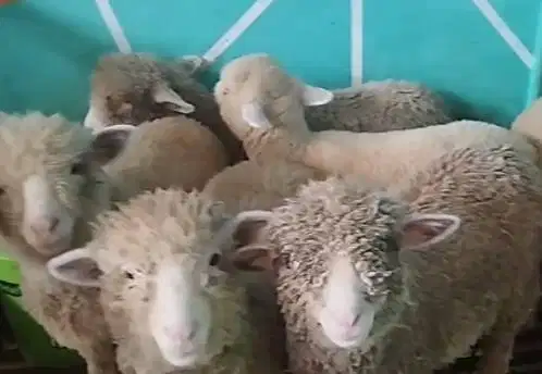 6 ekor anakan bibit domba merino 4 bln 1 jantan 5 betina ekonomisan ok