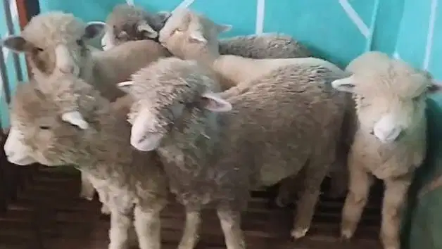 6 ekor bibit anakan domba merino 4 bln 1 jantan 5 betina murmer manteb