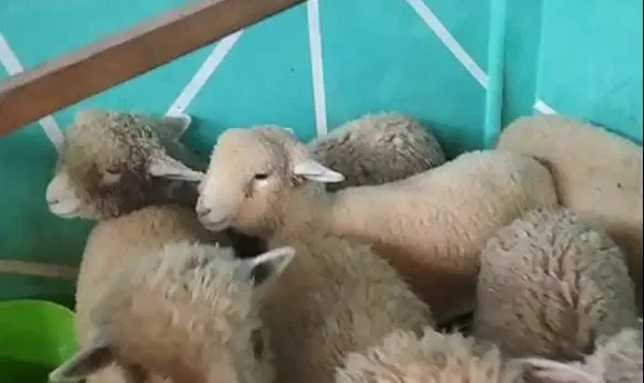 6 ekor bibit anakan domba merino 4 bln 1 jantan 5 betina murmer manteb