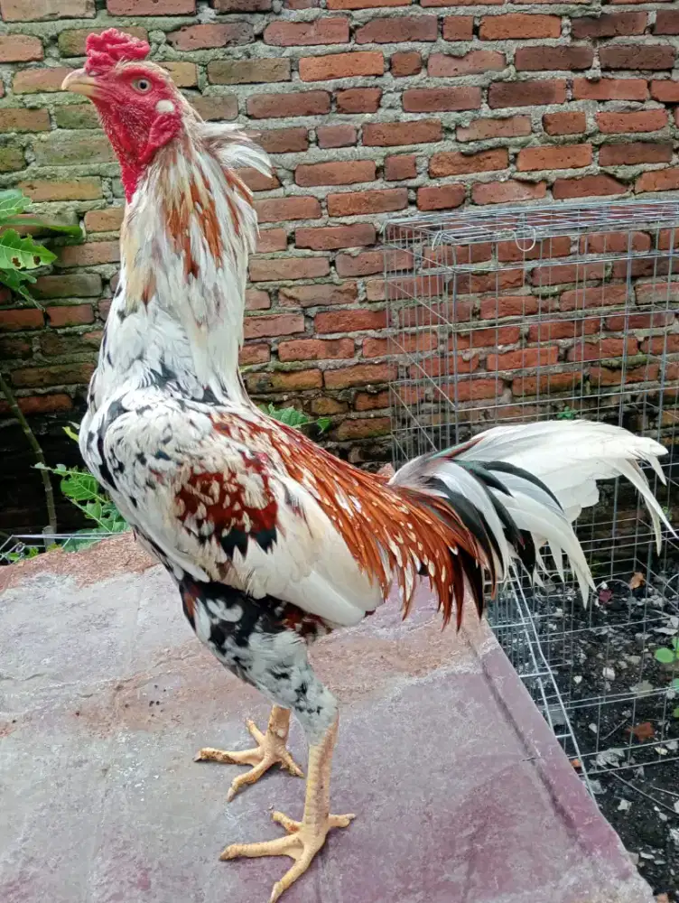 Ayam Bangkok blorok madu pukul ada drmbenya