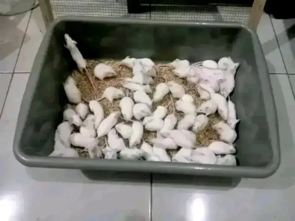 Tikus putih Tasikmalaya