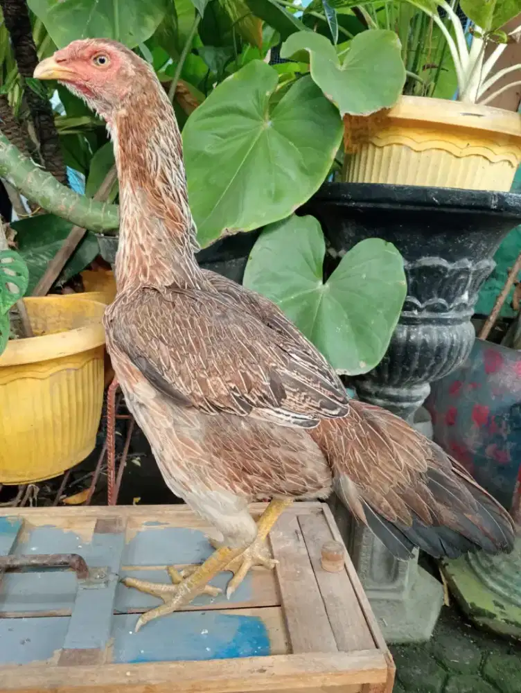 Ayam betina Bangkok Mangon postur besar