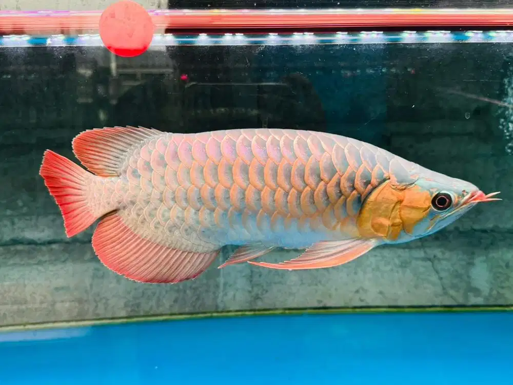 arwana super red 40cm
