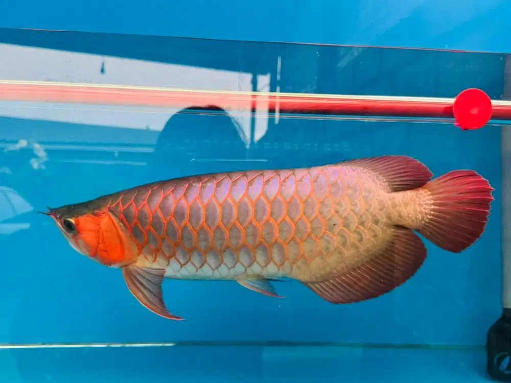 arwana super red 55cm