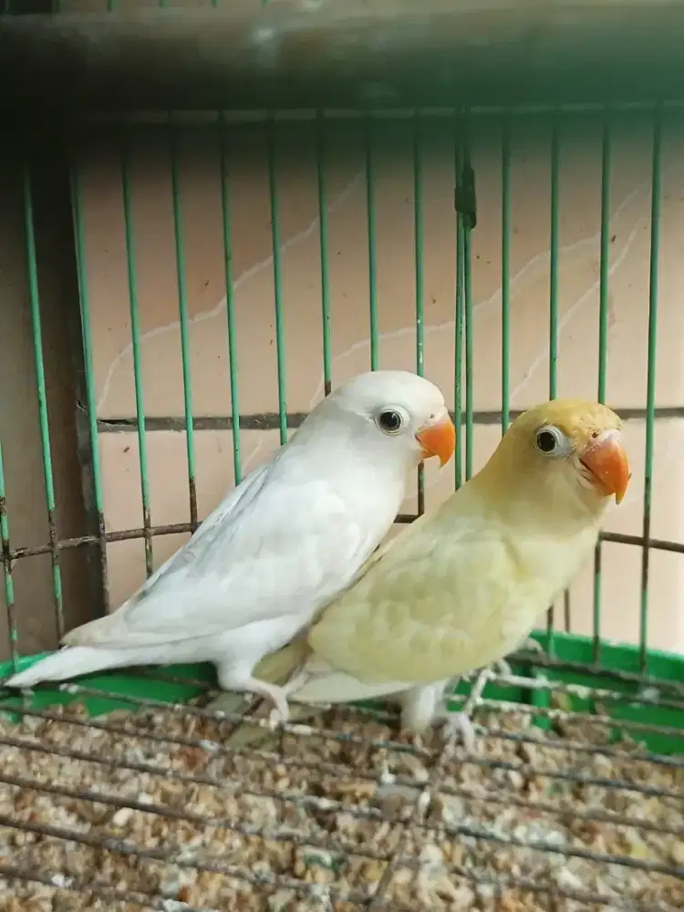 Creamino dan Albino MH