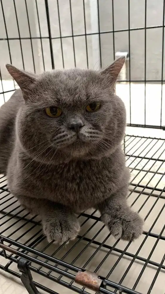Kucing BSH solid blue jantan 2 tahun