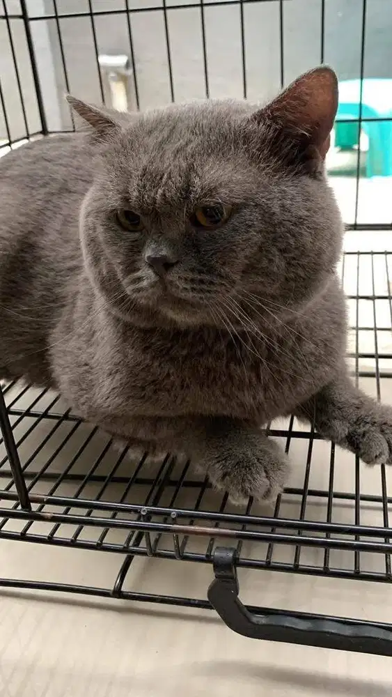 Kucing BSH solid blue jantan 2 tahun