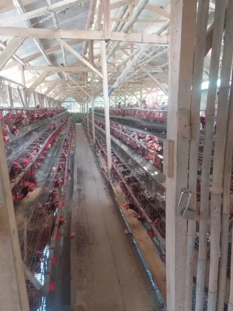 jual cepat lokasi kandang ayam petelur kafasitas kecil