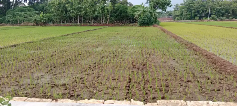 Tanah Sawah produktif
