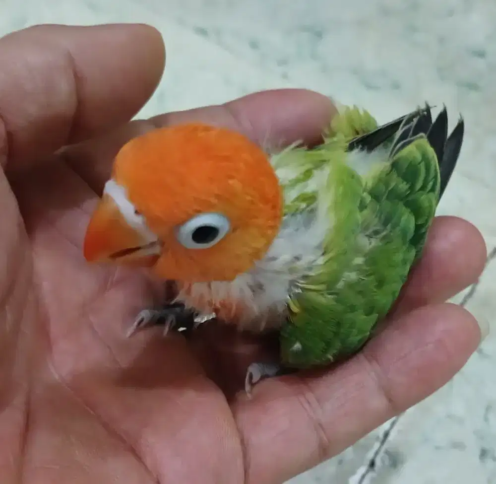 Burung lovebird