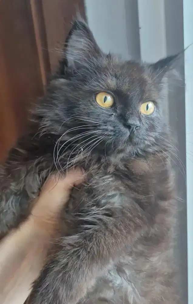 Kucing british long hair